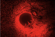 fuda19_735213.png fuda19_735213.png
